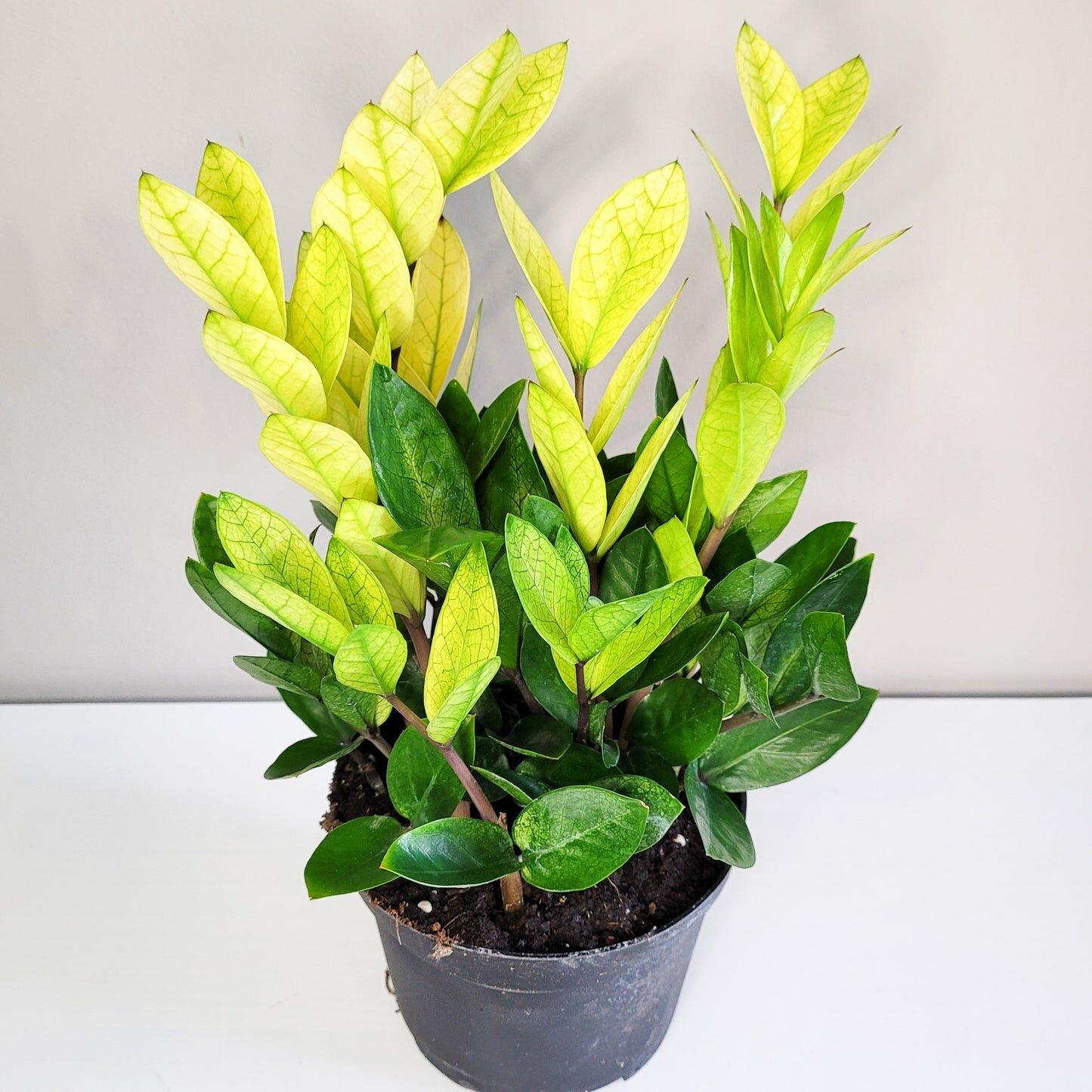 Zamioculcas zamiifolia 'Chameleon'- ZZ plant-Plants-ThePaintedLeaf