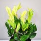 Zamioculcas zamiifolia 'Chameleon'- ZZ plant-Plants-ThePaintedLeaf