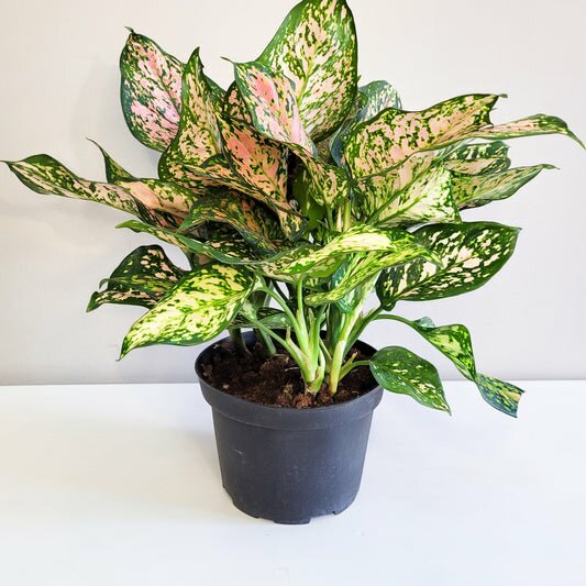 Aglaonema commutatum - Red Valentine-plant-ThePaintedLeaf