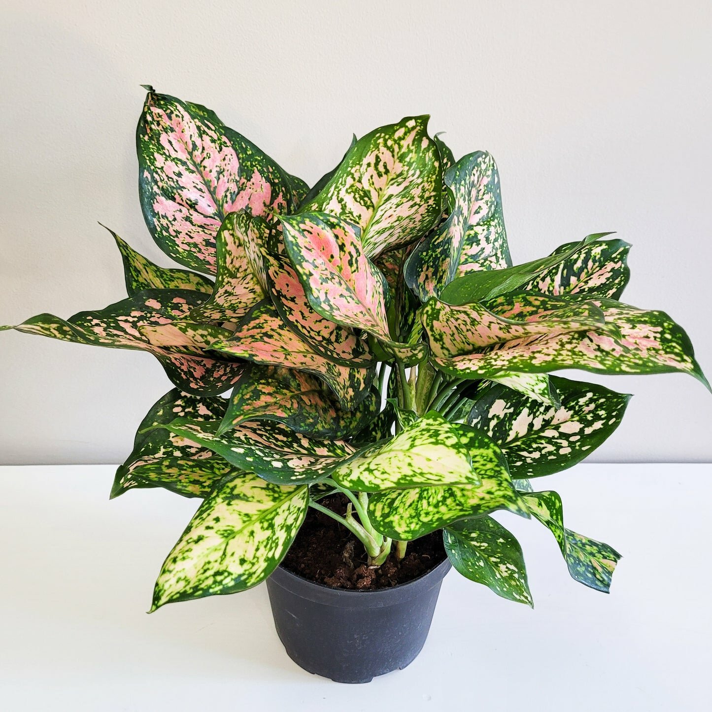 Aglaonema commutatum - Red Valentine-plant-ThePaintedLeaf