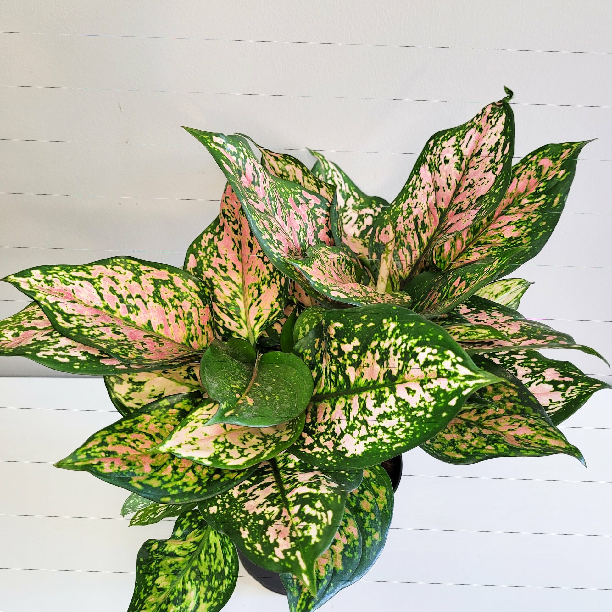 Aglaonema commutatum - Red Valentine-plant-ThePaintedLeaf