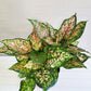 Aglaonema commutatum - Red Valentine-plant-ThePaintedLeaf