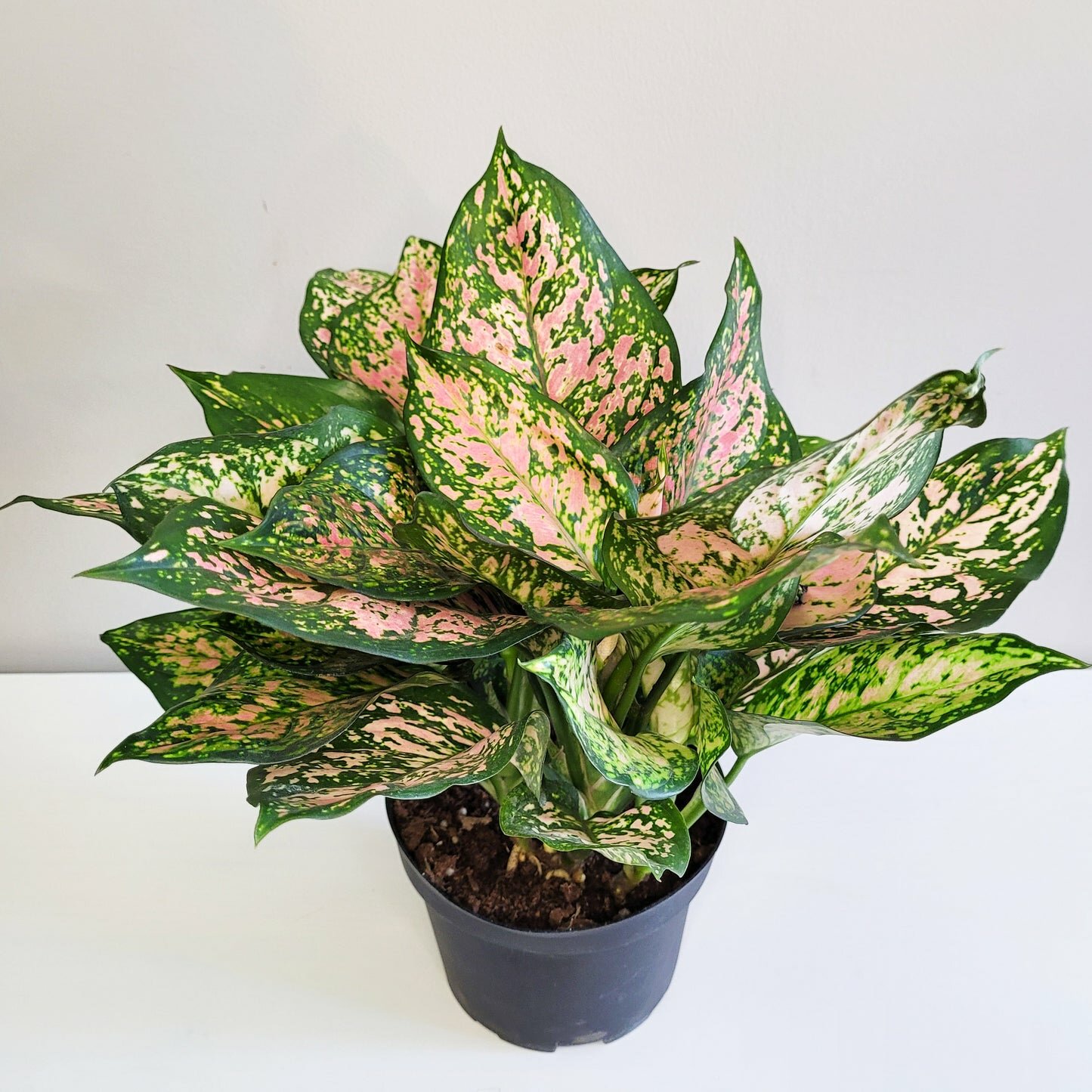 Aglaonema commutatum - Red Valentine-plant-ThePaintedLeaf