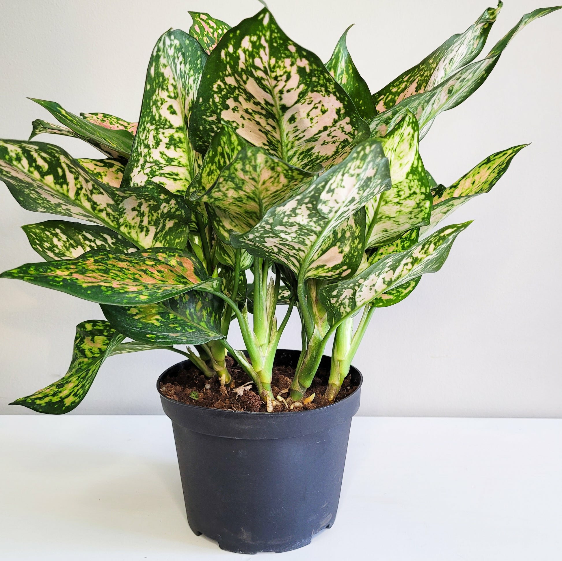 Aglaonema commutatum - Red Valentine-plant-ThePaintedLeaf