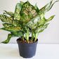 Aglaonema commutatum - Red Valentine-plant-ThePaintedLeaf