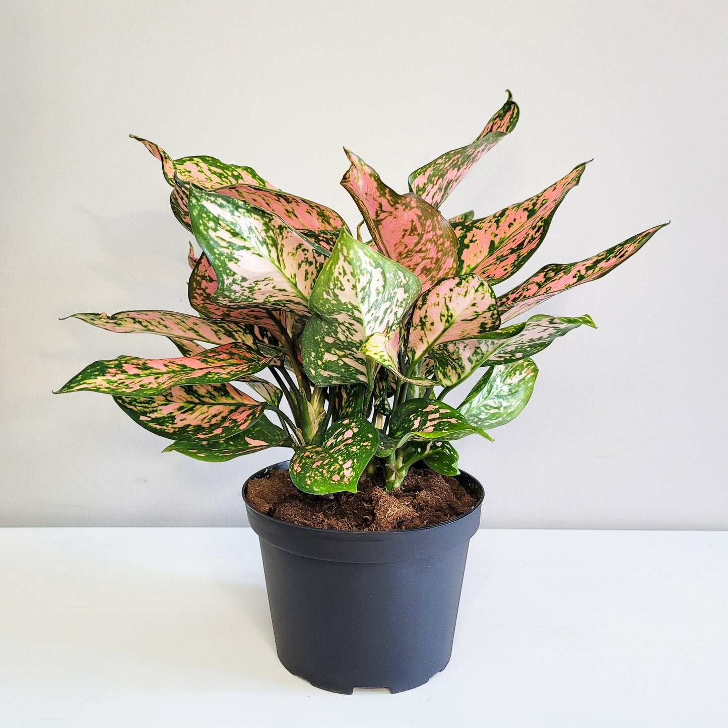 Aglaonema commutatum - Red Valentine-plant-ThePaintedLeaf