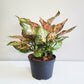 Aglaonema commutatum - Red Valentine-plant-ThePaintedLeaf