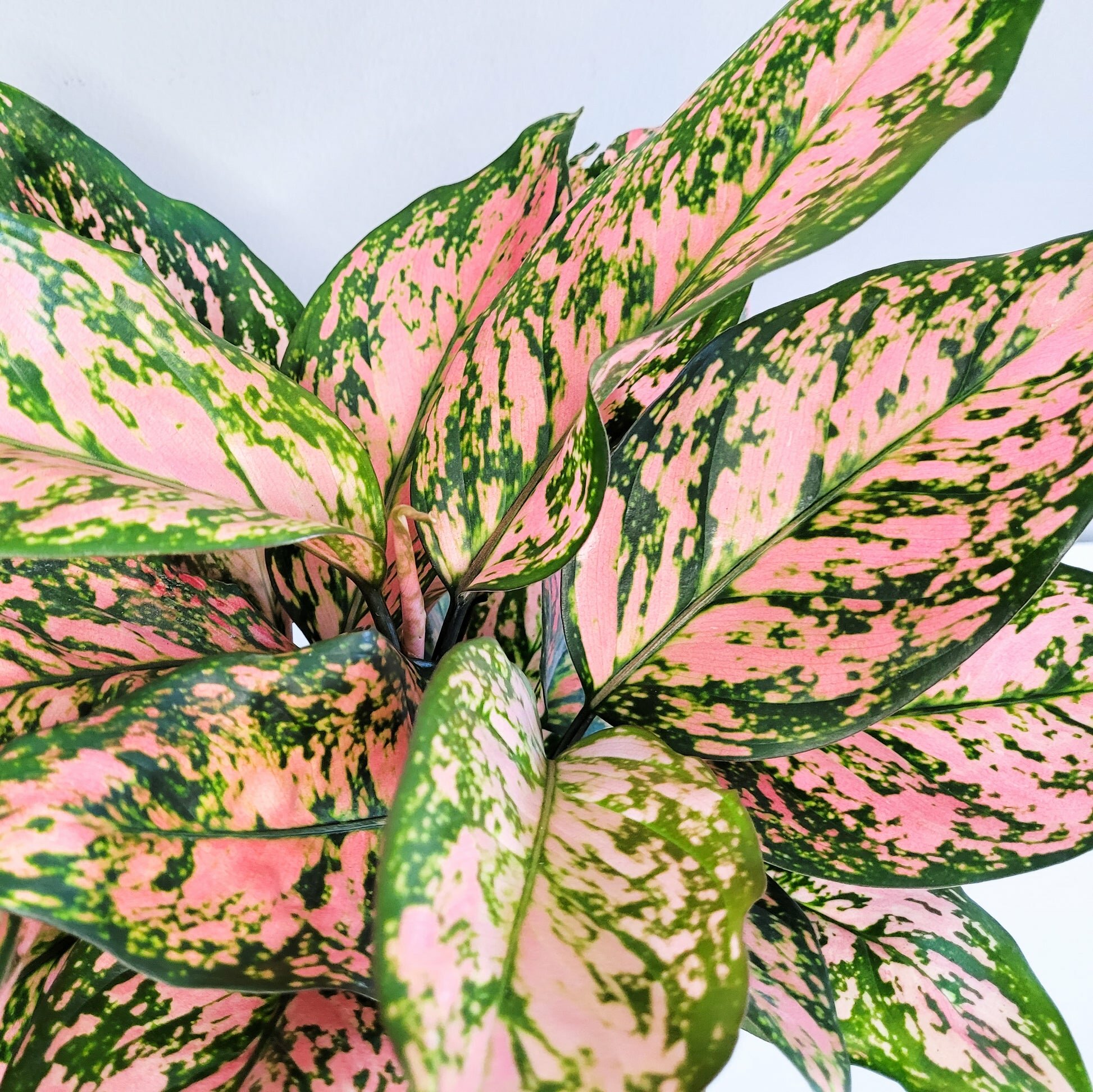 Aglaonema commutatum - Red Valentine-plant-ThePaintedLeaf