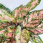 Aglaonema commutatum - Red Valentine-plant-ThePaintedLeaf