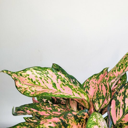 Aglaonema commutatum - Red Valentine-plant-ThePaintedLeaf