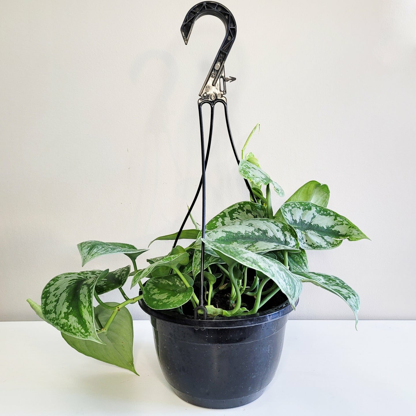 Scindapsus Pictus Exotica- Silver Pothos-Plants-ThePaintedLeaf