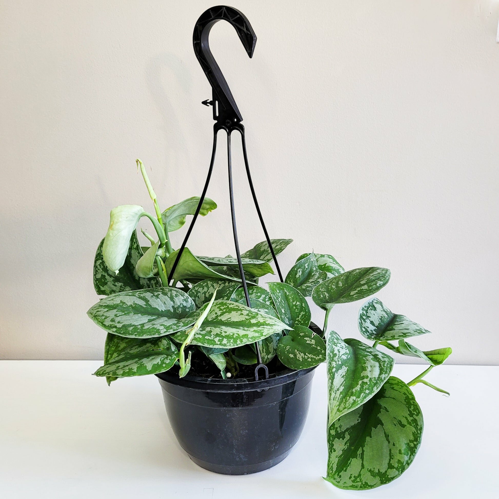 Scindapsus Pictus Exotica- Silver Pothos-Plants-ThePaintedLeaf