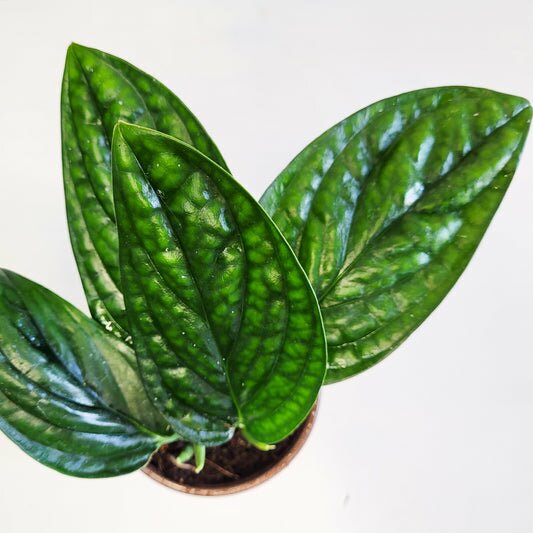 Monstera karstenianum - Peru-plant-ThePaintedLeaf