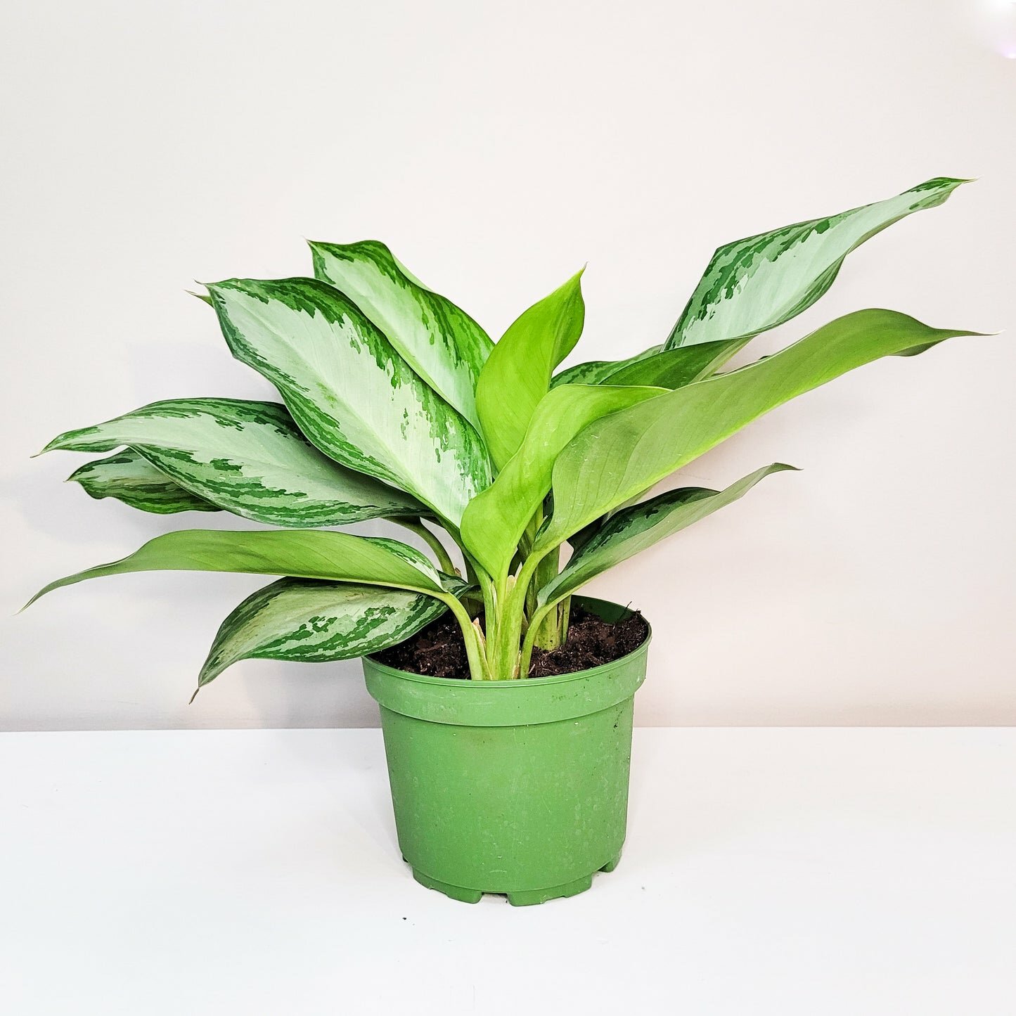 Aglaonema commutatum - Silver Bay-ThePaintedLeaf
