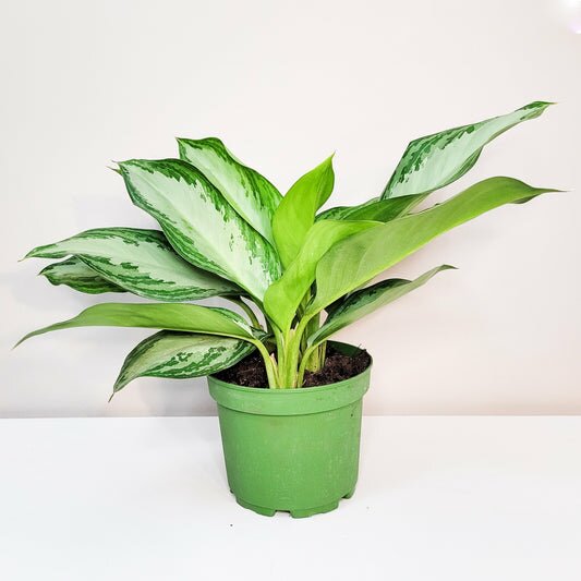 Aglaonema commutatum - Silver Bay-ThePaintedLeaf