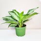 Aglaonema commutatum - Silver Bay-ThePaintedLeaf