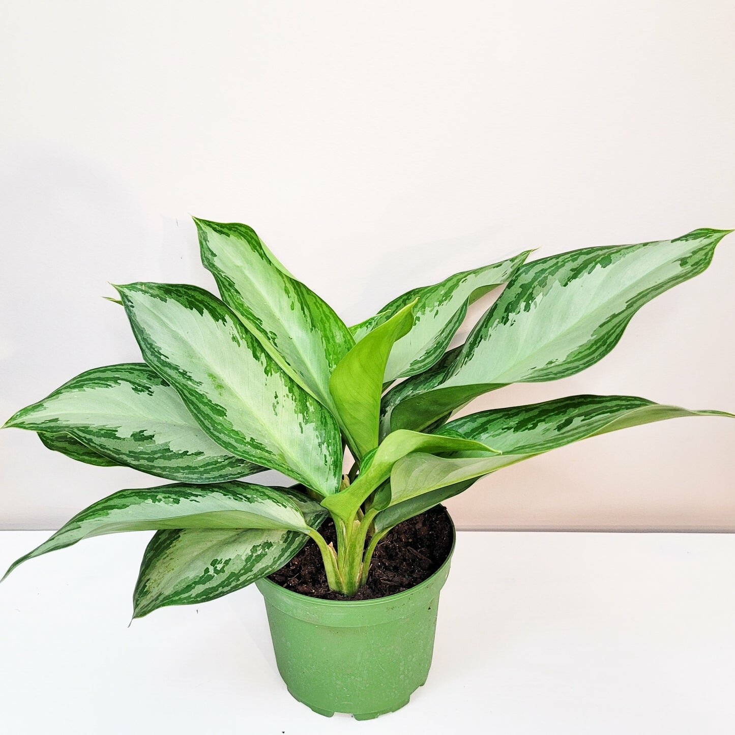 Aglaonema commutatum - Silver Bay-ThePaintedLeaf