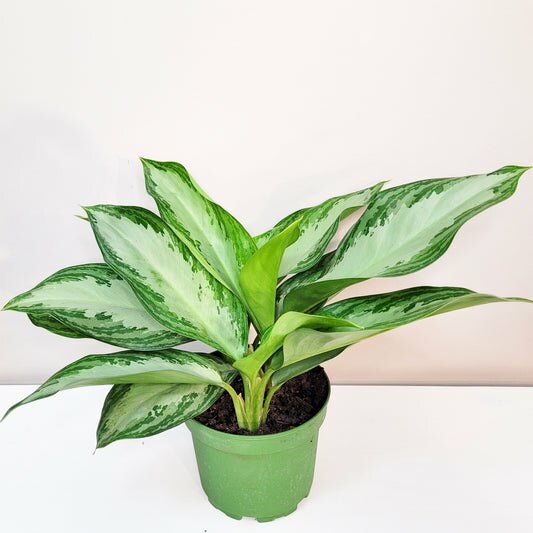 Aglaonema commutatum - Silver Bay-ThePaintedLeaf