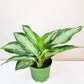 Aglaonema commutatum - Silver Bay-ThePaintedLeaf