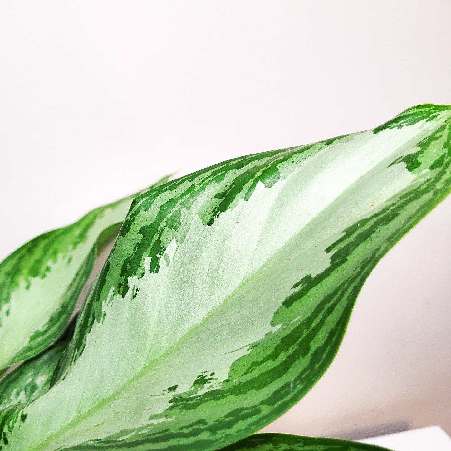 Aglaonema commutatum - Silver Bay-ThePaintedLeaf