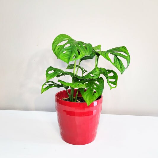 Monstera adansonii - Swiss cheese-plant-ThePaintedLeaf
