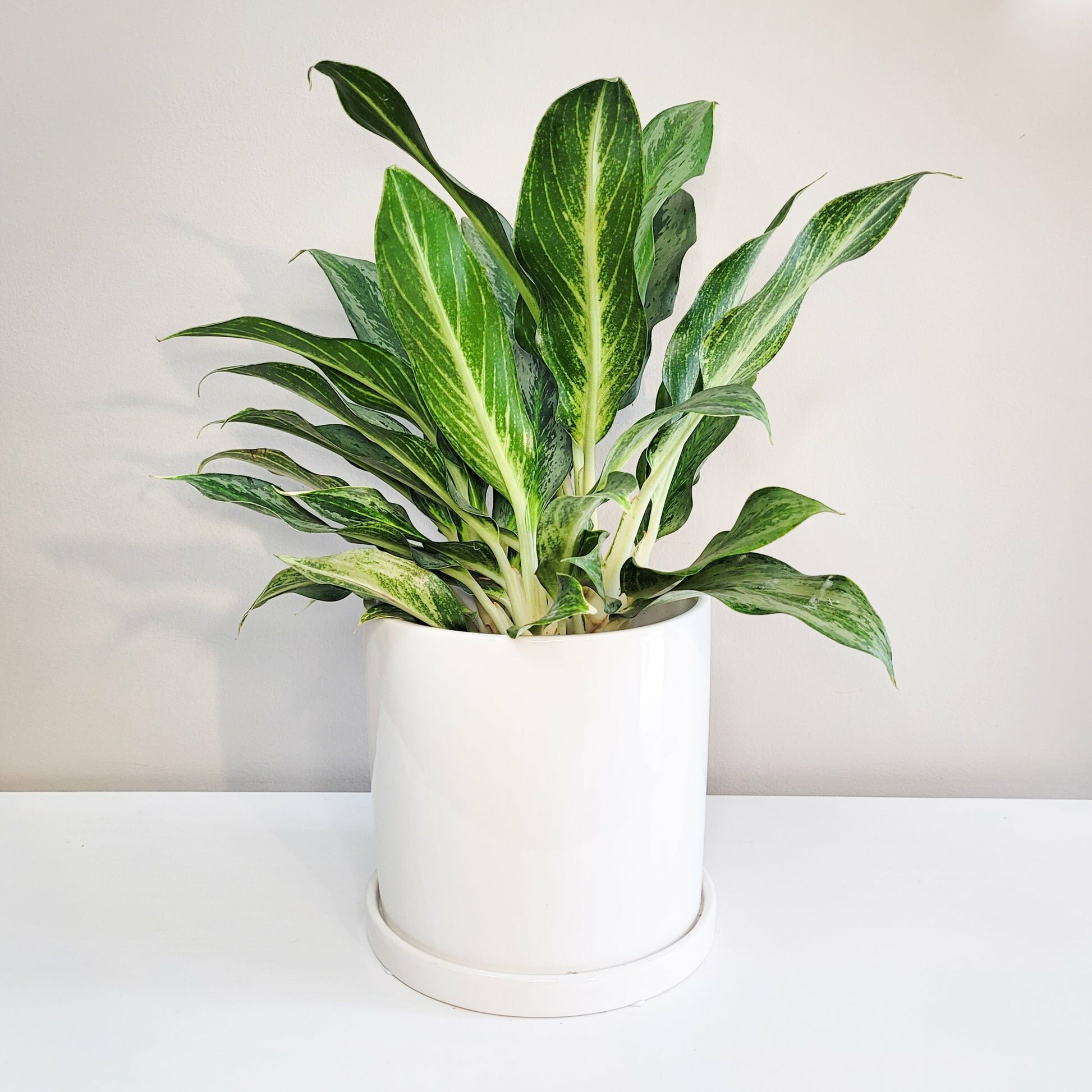 Aglaonema commutatum - Electric Lime-ThePaintedLeaf