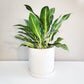 Aglaonema commutatum - Electric Lime-ThePaintedLeaf