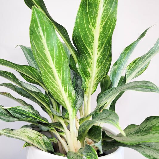 Aglaonema commutatum - Electric Lime-ThePaintedLeaf