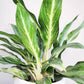Aglaonema commutatum - Electric Lime-ThePaintedLeaf