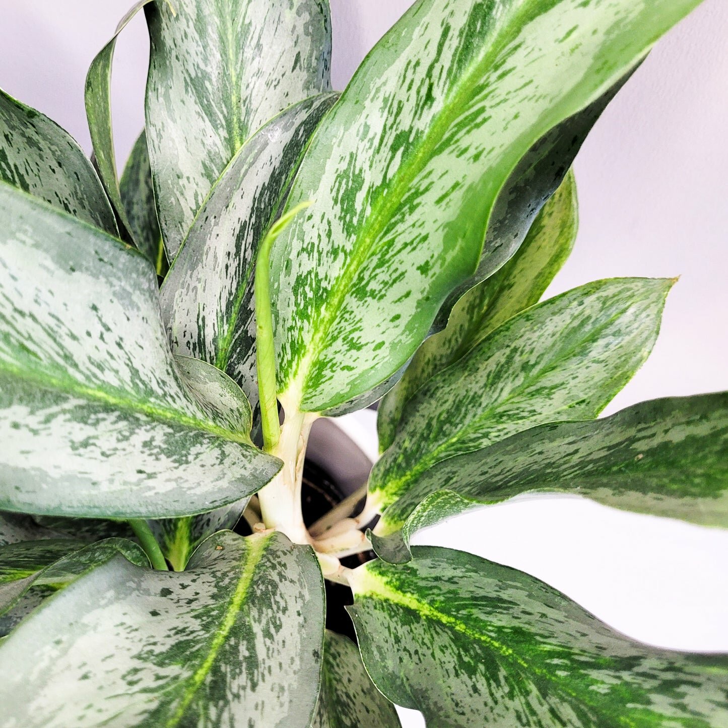 Aglaonema commutatum - Electric Lime-ThePaintedLeaf
