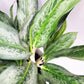Aglaonema commutatum - Electric Lime-ThePaintedLeaf