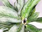 Aglaonema commutatum - Electric Lime-ThePaintedLeaf