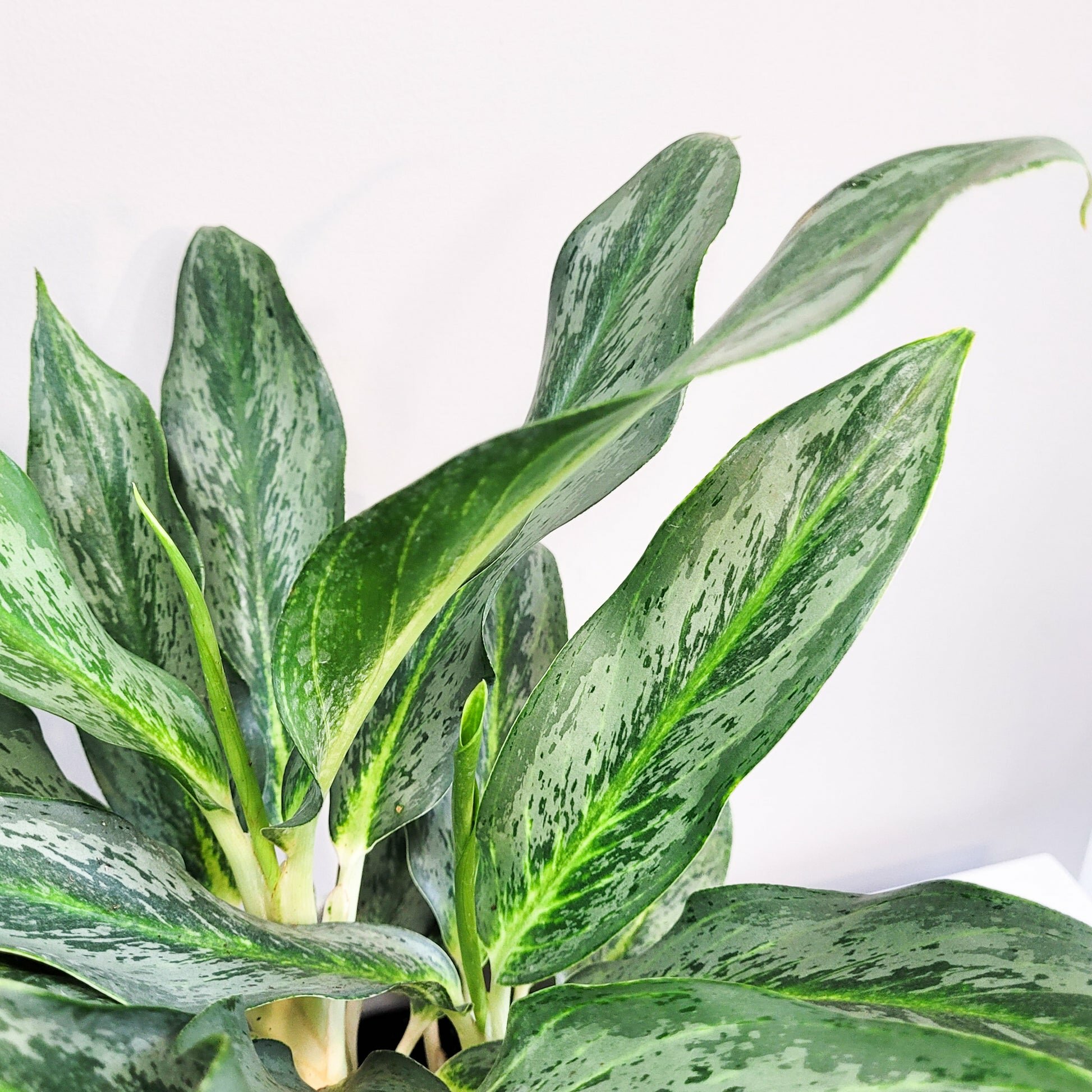 Aglaonema commutatum - Electric Lime-ThePaintedLeaf