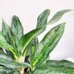Aglaonema commutatum - Electric Lime-ThePaintedLeaf
