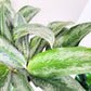 Aglaonema commutatum - Electric Lime-ThePaintedLeaf