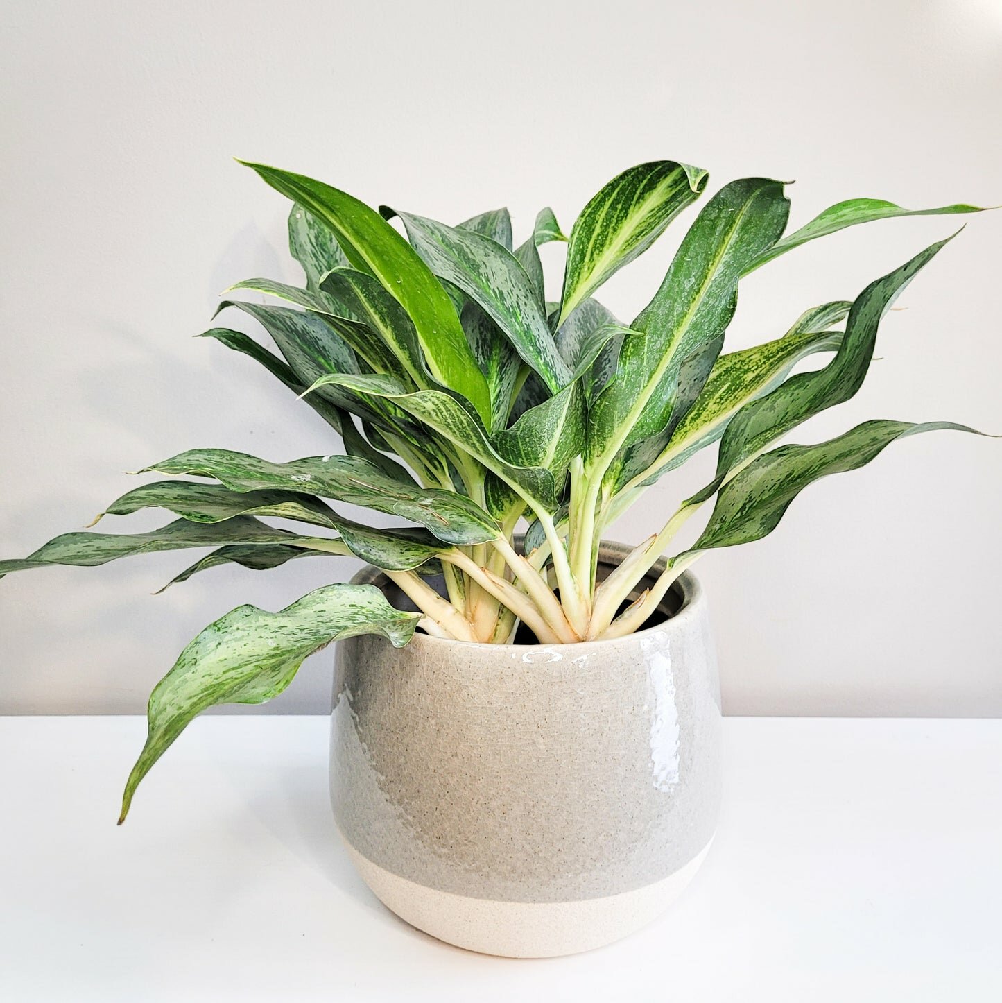 Aglaonema commutatum - Electric Lime-ThePaintedLeaf