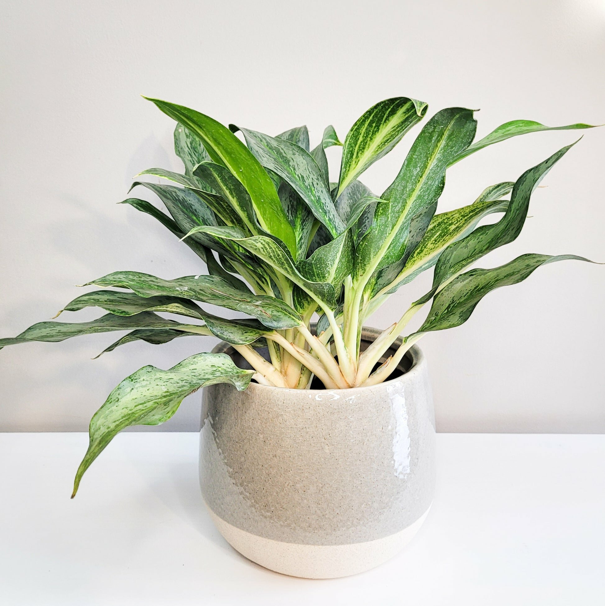 Aglaonema commutatum - Electric Lime-ThePaintedLeaf