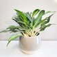 Aglaonema commutatum - Electric Lime-ThePaintedLeaf