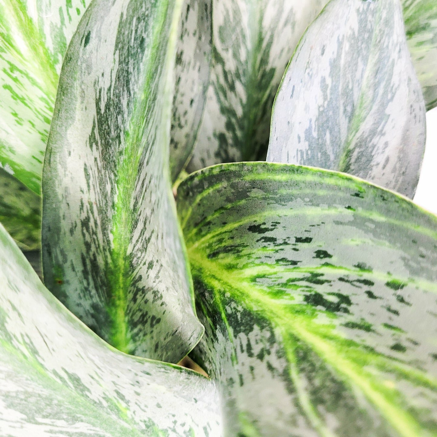 Aglaonema commutatum - Electric Lime-ThePaintedLeaf