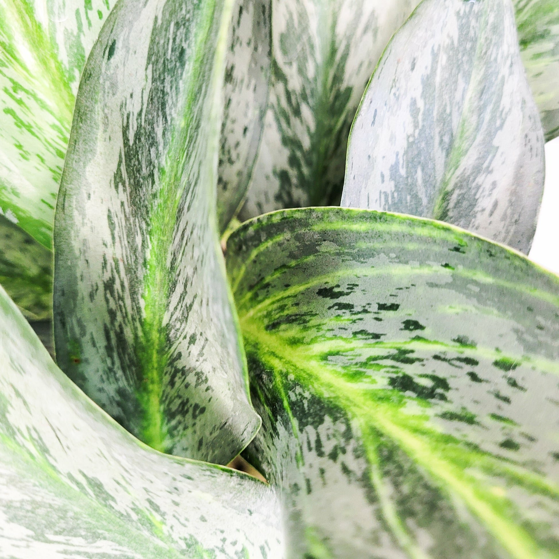Aglaonema commutatum - Electric Lime-ThePaintedLeaf