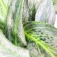 Aglaonema commutatum - Electric Lime-ThePaintedLeaf