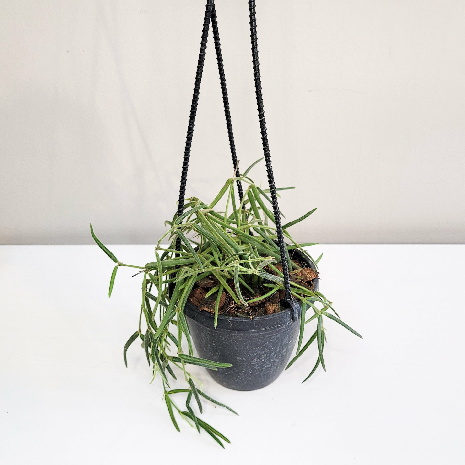 Hoya linearis-plant-ThePaintedLeaf