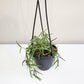 Hoya linearis-plant-ThePaintedLeaf