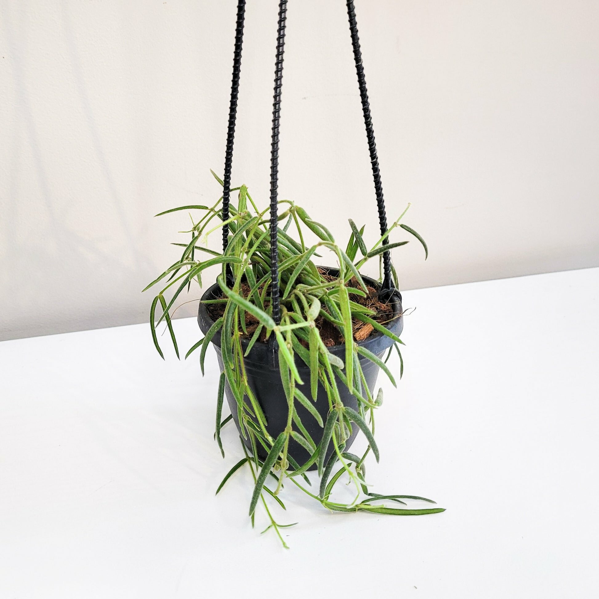 Hoya linearis-plant-ThePaintedLeaf