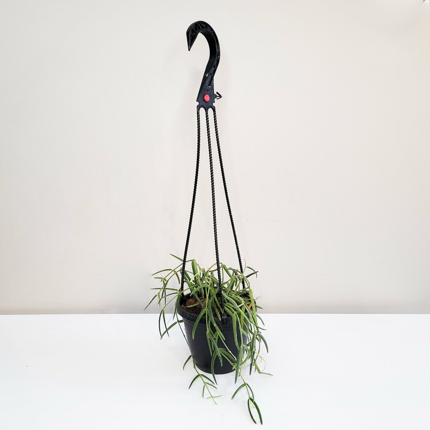 Hoya linearis-plant-ThePaintedLeaf