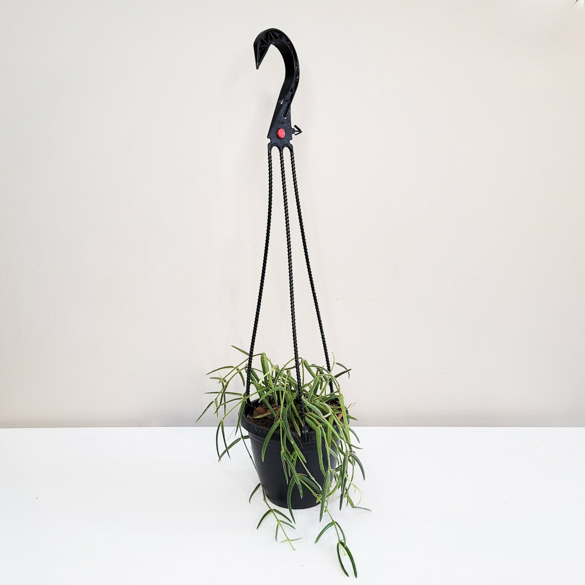 Hoya linearis-plant-ThePaintedLeaf