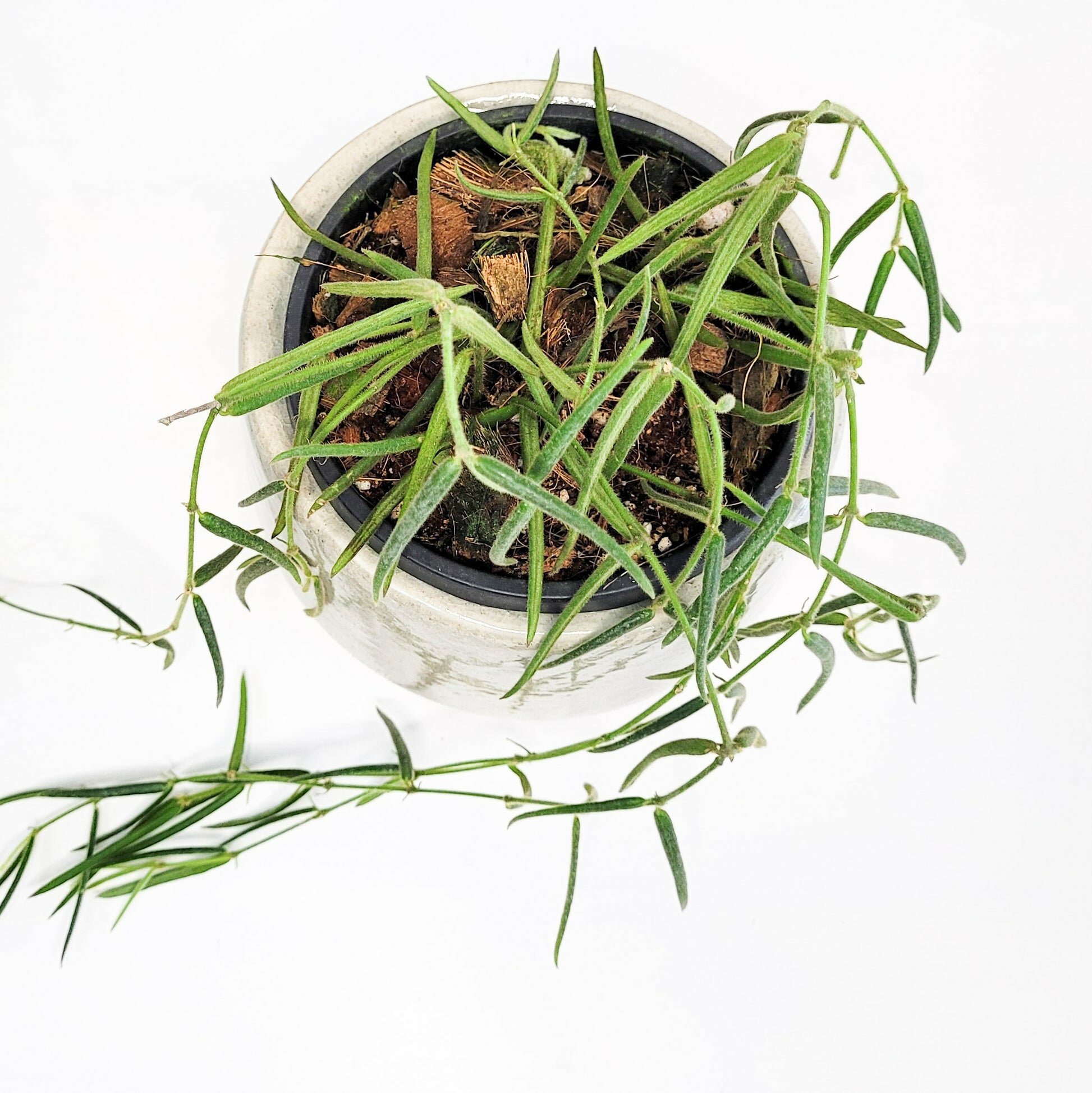 Hoya linearis-plant-ThePaintedLeaf