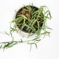 Hoya linearis-plant-ThePaintedLeaf