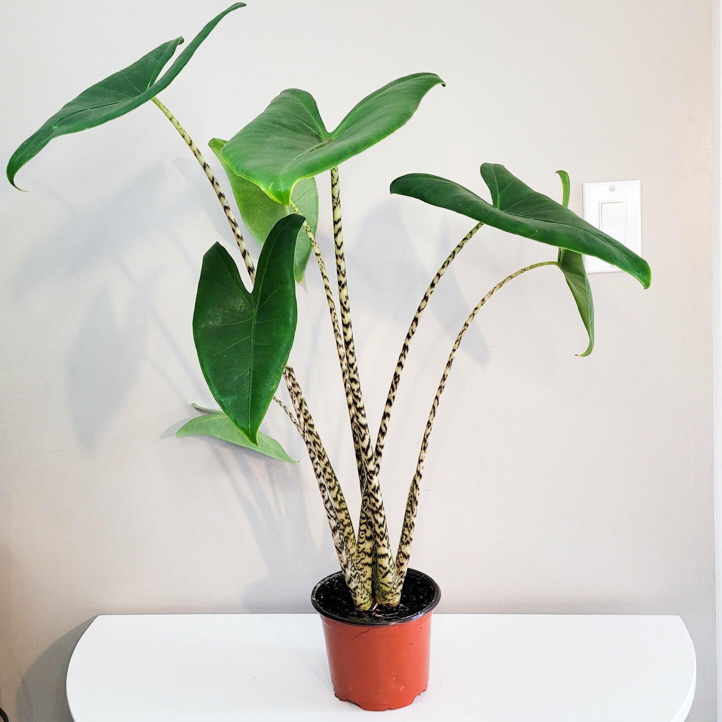 Alocasia zebrina-Plants-ThePaintedLeaf