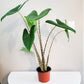 Alocasia zebrina-Plants-ThePaintedLeaf